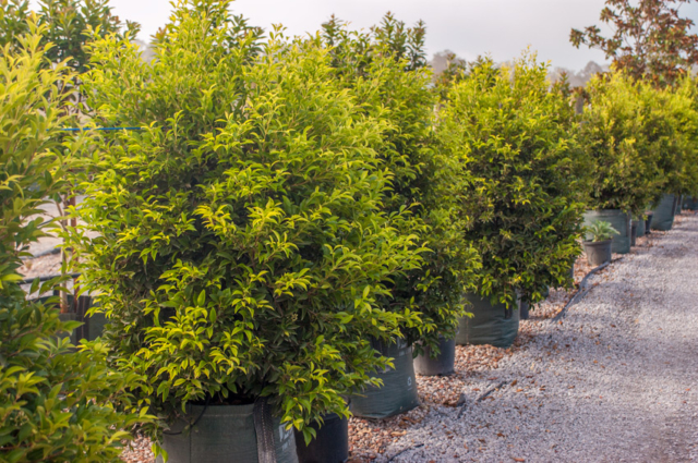 Acmena smithii sublime 75lt