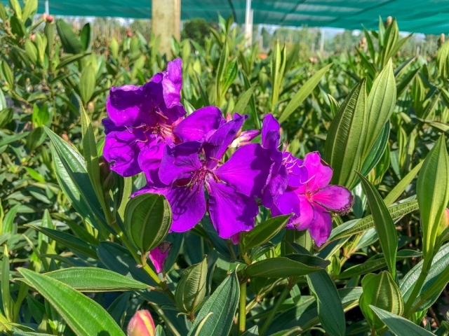 Tibochina alstonville for sale
