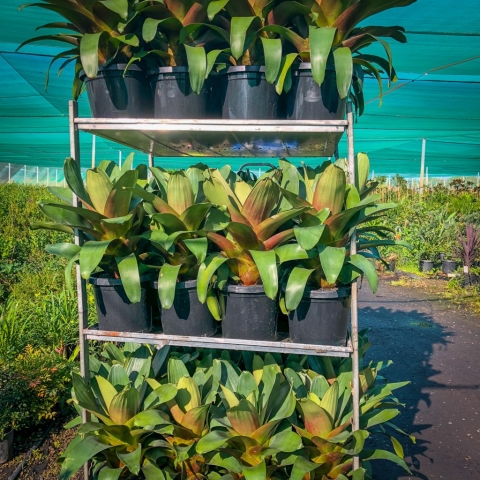 alcantarea imperialis for sale