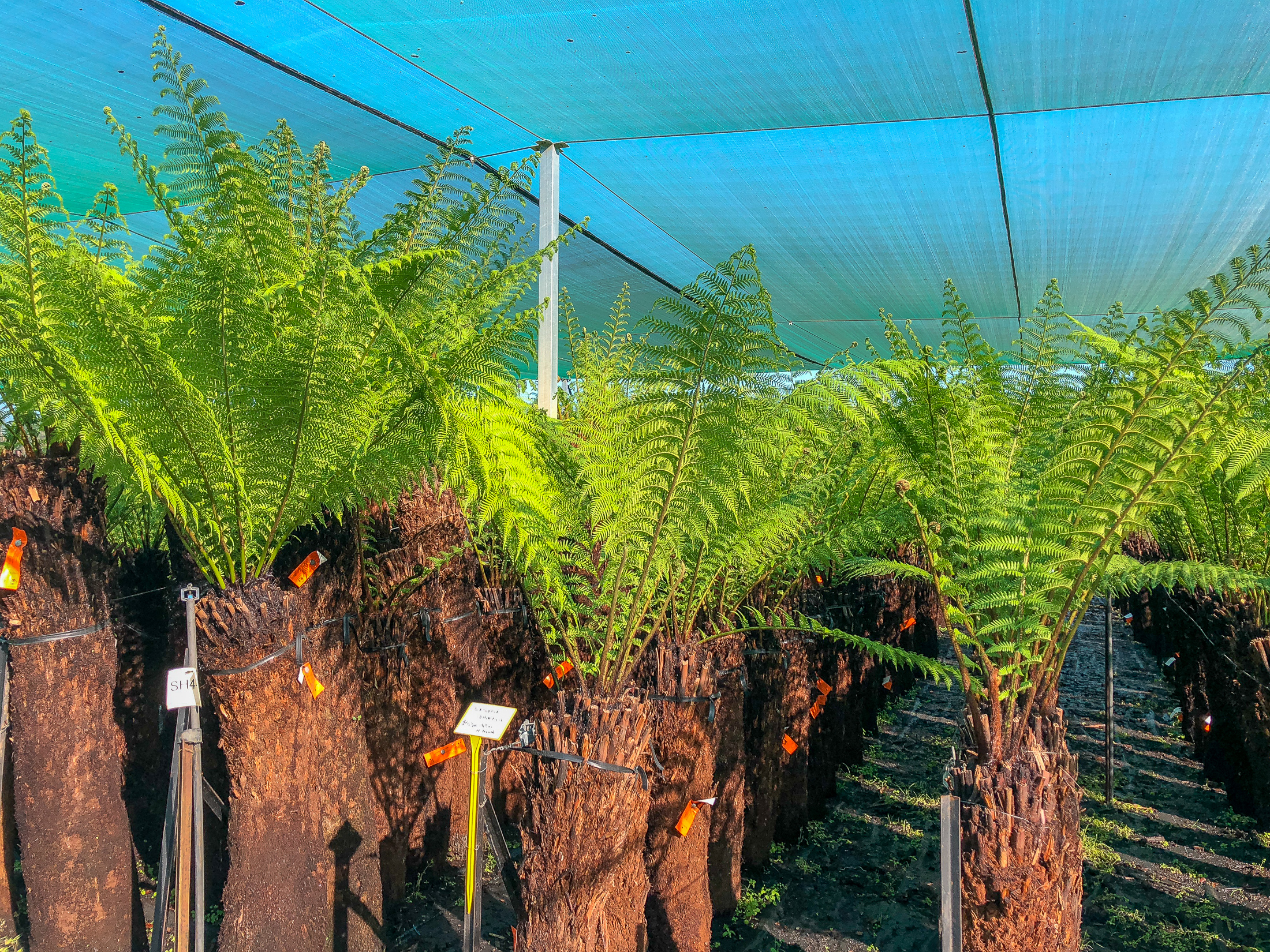 Dicksonia antarctica for sale