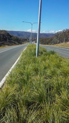 Lomandra Verday Road planting