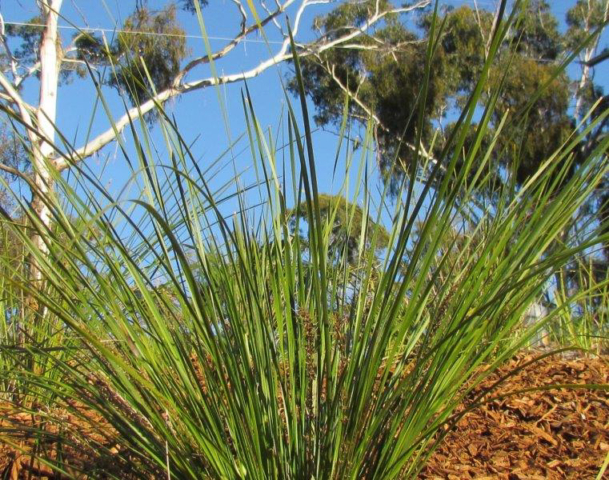 Lomandra Verday foliage