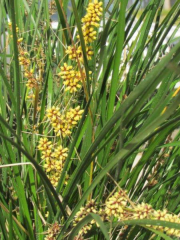 Lomandra Verday Flowers