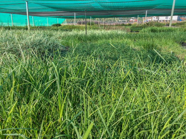 Lomandra tubes nursery