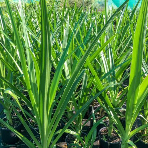 Crinum pedunculatum 200mm