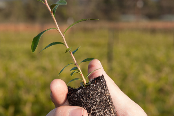callistemon tubestock