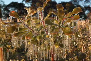 frost protection