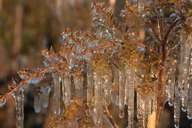 Frost Protection with irrigation |Freeze Plants to Keep Them Warm