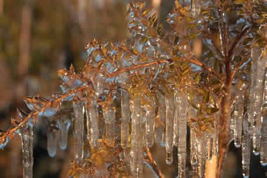 frost protection