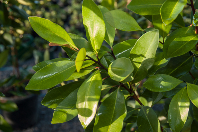 tristaniopsis laurina luscious foliage