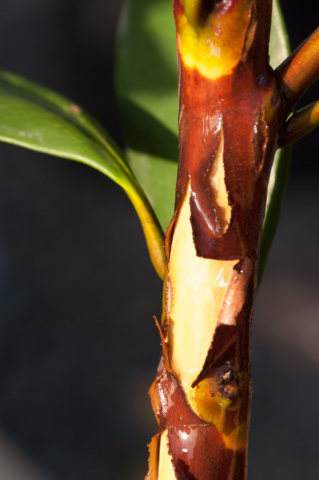 tristaniopsis laurina luscious bark