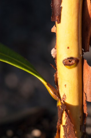 tristaniopsis laurina luscious bark