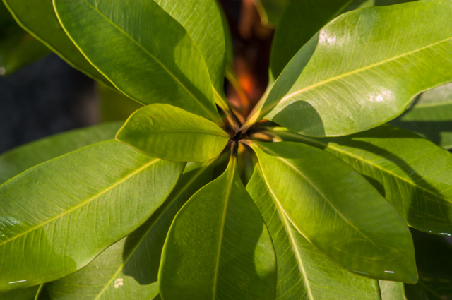 tristaniopsis laurina luscious