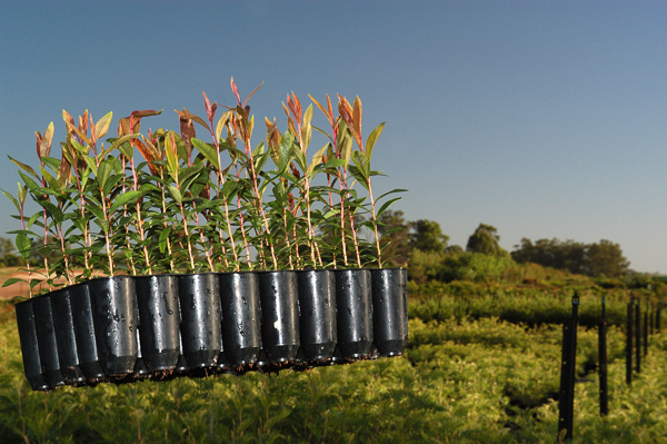 tube stock wholesale nursery