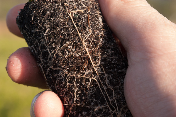 tubes nursery roots
